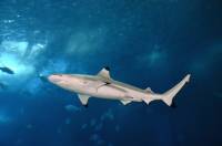 Requin à aileron noir (Carcharhinus melanopterus)